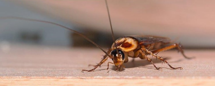 cockroach control gungahlin