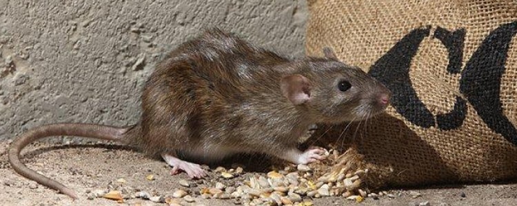 rodent control gungahlin